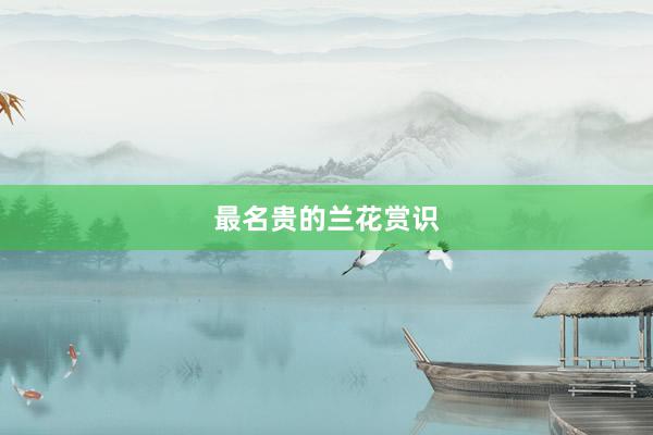 最名贵的兰花赏识