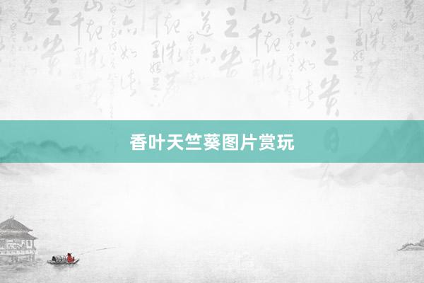 香叶天竺葵图片赏玩